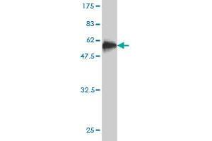 Western Blot detection against Immunogen (51. (STX8 antibody  (AA 1-236))