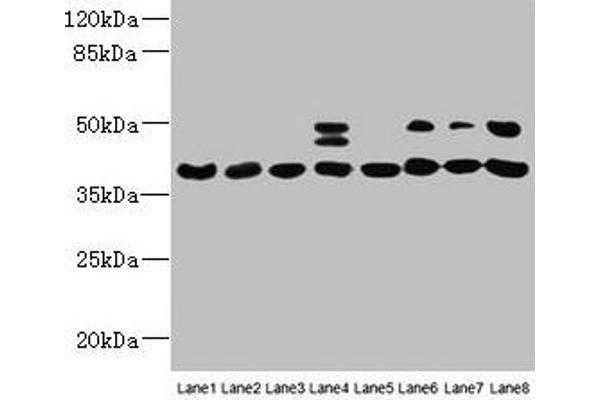 HIF1AN antibody  (AA 2-254)