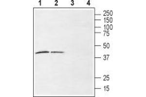 Western blot analysis of rat (lanes 1 and 3) and mouse (lanes 2 and 4) brain membranes: - 1,2. (LPAR6 antibody  (2nd Extracellular Loop))