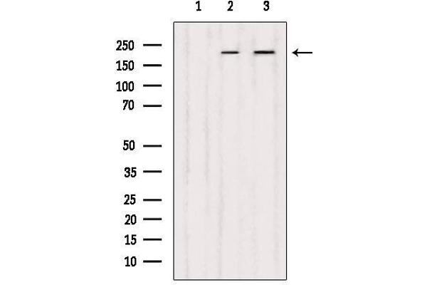 DOCK1 antibody  (C-Term)