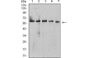 Western blot analysis using BTN1A1 mouse mAb against HepG2 (1), MCF-7 (2), SK-BR-3 (3), NIH/3T3 (4), and C6 (5) cell lysate. (BTN1A1 antibody  (AA 27-242))