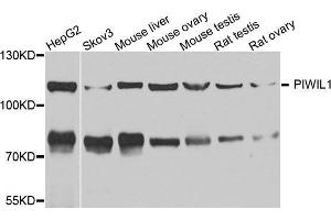 Western blot analysis of extracts of various cell lines, using MIWI antibody. (PIWIL1 antibody)