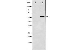 Western blot analysis of Myb expression in 293 whole cell lysates,The lane on the left is treated with the antigen-specific peptide.