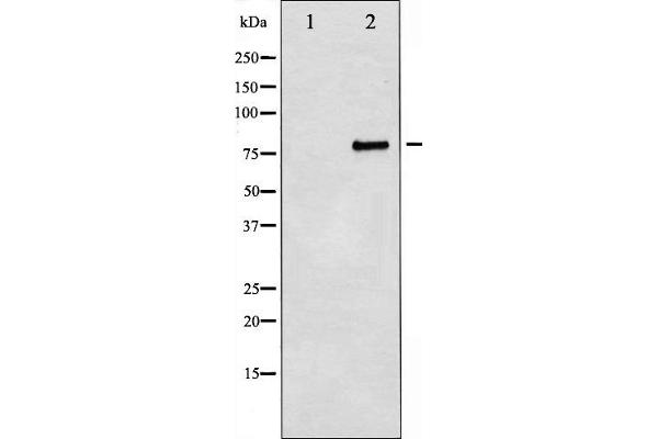MYB antibody  (C-Term)