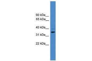 WB Suggested Anti-CCNH  Antibody Titration: 0.