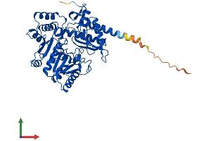 AlphaFold protein structure predicition of Mouse Recombinant Phykpl Protein, UniprotID Q8R1K4 (AGXT2L2 Protein (AA 1-467) (His tag))