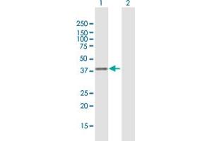 Western Blot analysis of CISH expression in transfected 293T cell line by CISH MaxPab polyclonal antibody. (CISH antibody  (AA 1-258))