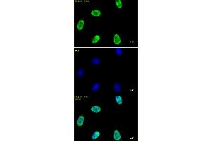 Histone H4 acetyl Lys12 antibody tested by immunofluorescence.