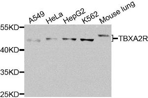 Western blot analysis of extracts of various cells, using TBXA2R antibody. (TBXA2R antibody)