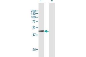 Western Blot analysis of FBXW4 expression in transfected 293T cell line by FBXW4 MaxPab polyclonal antibody.