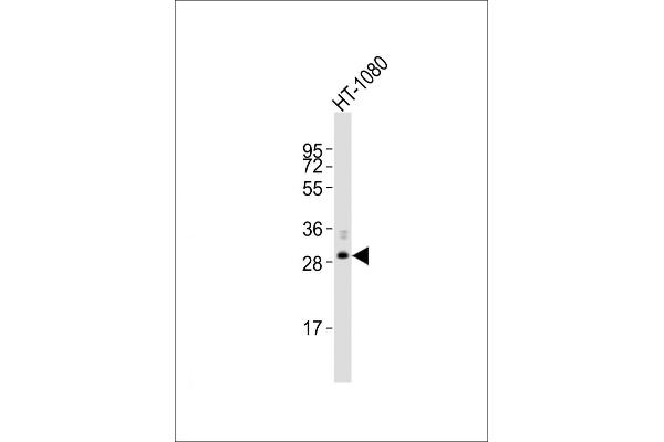 FBXO45 Antikörper  (AA 83-115)