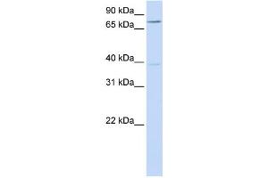 Western Blotting (WB) image for anti-Chromosome 17 Open Reading Frame 80 (C17orf80) antibody (ABIN2459101) (HLC8 antibody)