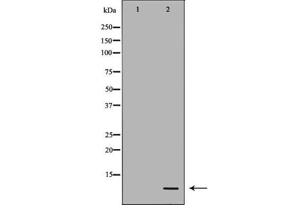 DEFB121 antibody  (Internal Region)