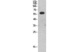 Western Blot (WB) analysis of HepG2 cells using HDAC1 Polyclonal Antibody. (HDAC1 antibody  (Internal Region))
