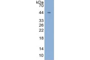 Rabbit Detection antibody from the kit in WB with Positive Control: Sample Lane1: Human Liver Tissue Lane2: Human Lung Tissue Lane3: Human K562 Cells Lane4: Mouse Lung Tissue.