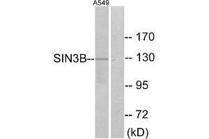 Western Blotting (WB) image for anti-SIN3 Transcription Regulator Homolog B (SIN3B) (Internal Region) antibody (ABIN1849018) (SIN3B antibody  (Internal Region))
