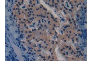 Detection of SPON1 in Mouse Pancreas Tissue using Polyclonal Antibody to Spondin 1 (SPON1)