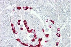 Immunohistochemistry with Pancreas tissue at an antibody concentration of 5µg/ml using anti-SSTR1 antibody (ARP59559_P050) (SSTR1 antibody  (C-Term))