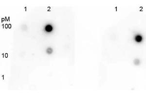 Dot Blot (DB) image for anti-Tumor Protein P53 (TP53) (acLys292) antibody (ABIN5706810)