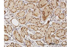 Immunohistochemistry (Formalin-fixed Paraffin-embedded Sections) (IHC (fp)) image for anti-Translin-Associated Factor X Interacting Protein 1 (Tsnaxip1) (AA 1-366) antibody (ABIN527703)