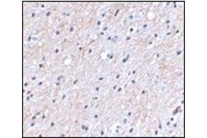 Immunohistochemical staining of human brain tissue using AP30596PU-N at 2. (NIPSNAP1 antibody  (C-Term))