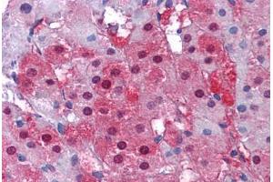 Human Adrenal: Formalin-Fixed, Paraffin-Embedded (FFPE) (IDH1 antibody  (C-Term))