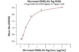 Immobilized Human OX40 Ligand, Fc Tag (ABIN2870676,ABIN2870677) at 5 μg/mL (100 μL/well) can bind Marmoset OX40, His Tag (ABIN5954939,ABIN6809978) with a linear range of 0. (TNFRSF4 Protein (AA 29-214) (His tag))