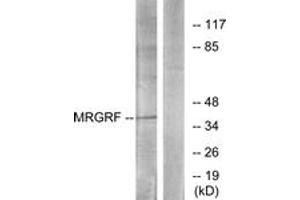 Western blot analysis of extracts from HuvEc cells, using MRGRF Antibody. (Mrgprf antibody  (AA 271-320))