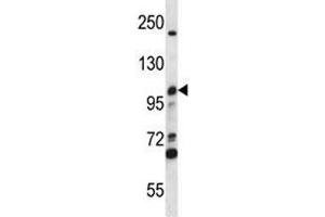 MCM4 antibody western blot analysis in CEM lysate. (MCM4 antibody  (AA 637-665))