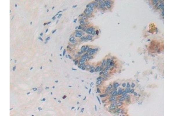PRSS2 antibody  (AA 24-241)