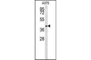 Western blot analysis in A375 cell line lysates (35 ug/lane) using SLC35B2 Antibody (C-term) Cat. (SLC35B2 antibody  (C-Term))