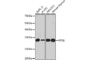 Western blot analysis of extracts of various cell lines using RPS6 Polyclonal Antibody at dilution of 1:1000. (RPS6 antibody)