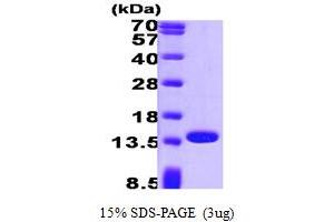 SDS-PAGE (SDS) image for Profilin 1 (PFN1) (AA 1-140) protein (ABIN666790) (PFN1 Protein (AA 1-140))