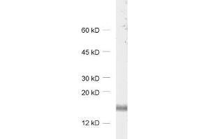 dilution: 1 : 1000, sample: rat brain homogenate (RNF24 antibody)