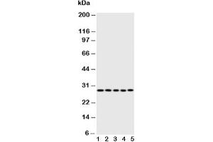 CASP14 antibody  (AA 223-242)