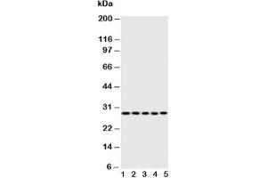 CASP14 抗体  (AA 223-242)