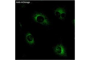 Immunofluorescence (IF) image for anti-mOrange Fluorescent Protein antibody (ABIN7273075) (mOrange Fluorescent Protein antibody)