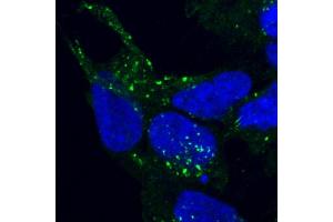 ABIN185182 staining of PFA-fixed and saponin permeabilized HEK293 and detected with FITC in confocal microscopy. (VPS35 antibody  (C-Term))