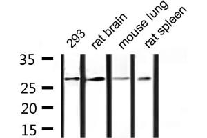 Western blot analysis of extracts from 293, rat brain, mouse lung, rat spleen, using 14-3-3 γ Antibody. (14-3-3 gamma antibody  (Internal Region))