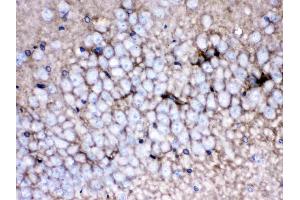 EAAT1 was detected in paraffin-embedded sections of rat brain tissues using rabbit anti- EAAT1 Antigen Affinity purified polyclonal antibody (Catalog # ) at 1 ? (SLC1A3 antibody  (N-Term))