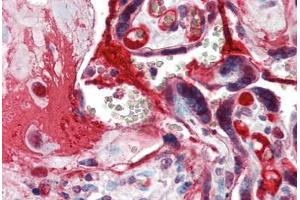 Anti-CCNE1 / Cyclin E1 antibody IHC of human placenta. (Cyclin E1 antibody  (C-Term))