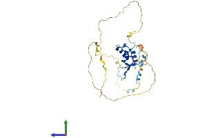 AlphaFold protein structure predicition of Mouse Recombinant Foxe3 Protein, UniprotID Q9QY14