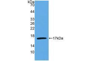 Western blot analysis of recombinant Human IL4. (IL-4 antibody  (AA 25-153))