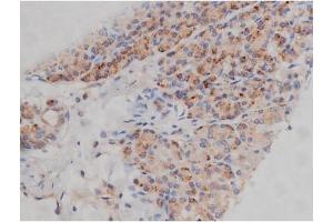 ABIN6267314 at 1/200 staining Human pancreas tissue sections by IHC-P. (FYN antibody  (pTyr530))