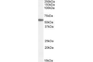 RNF8 antibody  (N-Term)