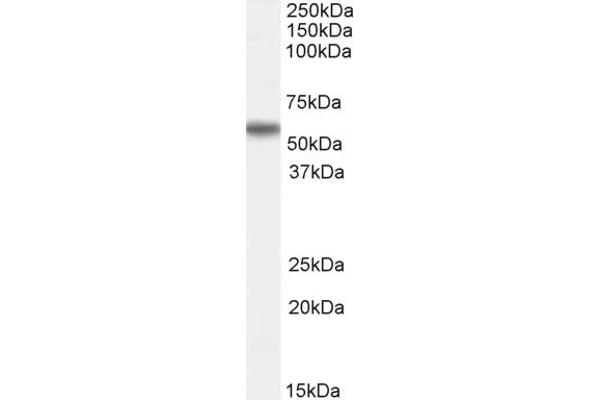 RNF8 antibody  (N-Term)