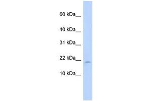 WB Suggested Anti-LAIR2 Antibody Titration:  0. (LAIR2 antibody  (N-Term))