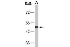 WB Image Sample(30 μg of whole cell lysate) A:H1299 10% SDS PAGE antibody diluted at 1:1000 (GPR37L1 antibody  (C-Term))