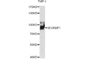 Western blot analysis of extracts of THP-1 cells, using SH3KBP1 antibody (ABIN6291670) at 1:1000 dilution. (SH3KBP1 antibody)