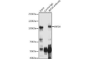 Immunoprecipitation analysis of 300 μg extracts of Jurkat cells using 3 μg INTS4 antibody . (INTS4 antibody  (AA 1-270))